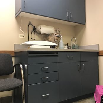 Goldsmith Veterinary Clinic - Lilly exploring the counter - Veterinarians Near Me - Denver, Colorado Goldsmith Veterinary Clinic - Lilly exploring the counter - Veterinarians Near Me - Denver, Colorado