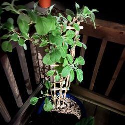 Snow's Garden Center - My kiwi tree two weeks after getting it at Snow's