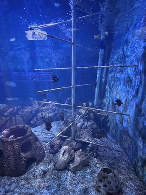 Key West Aquarium by null