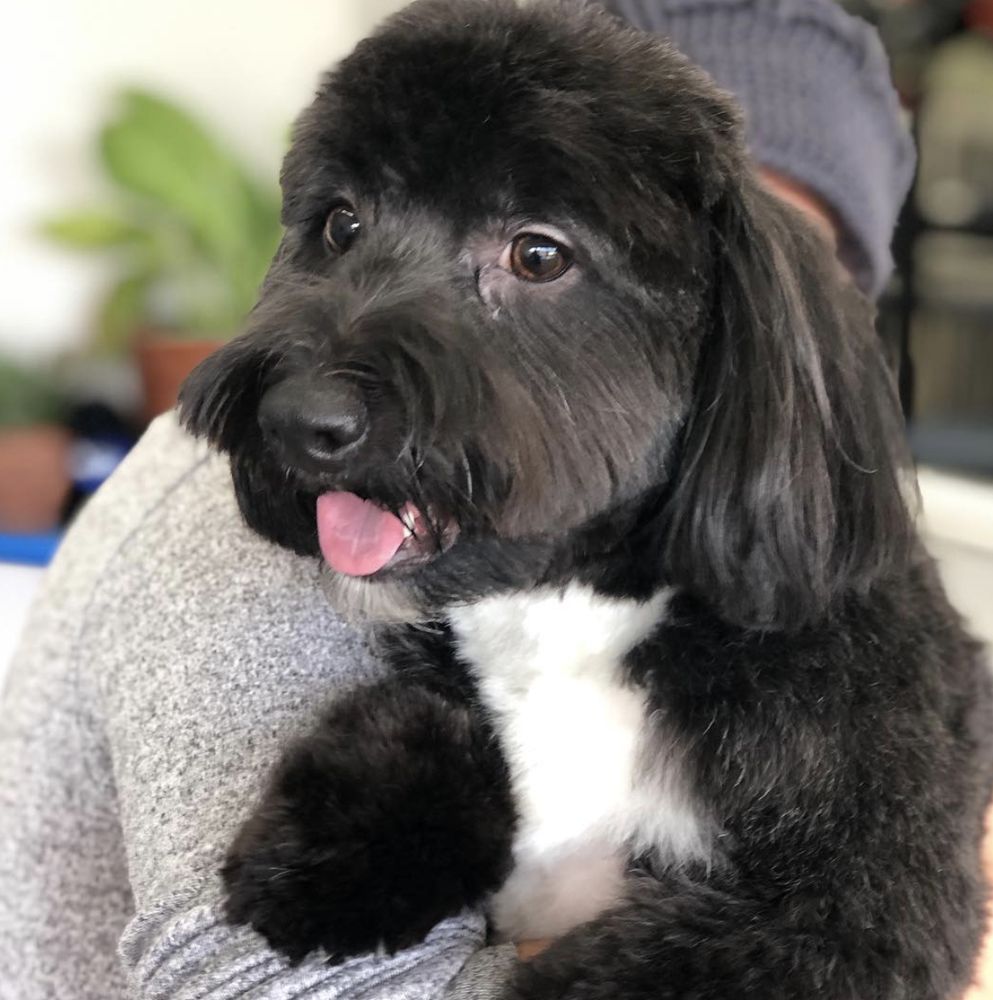 ALLEY CAT & DOG GROOMING 135 Photos & 132 Reviews 9457 Heil Ave