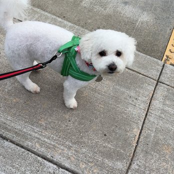 A Cut Above Grooming Salon - After his haircut ! - Pet Groomers Near Me - Castro Valley, California A Cut Above Grooming Salon - After his haircut ! - Pet Groomers Near Me - Castro Valley, California