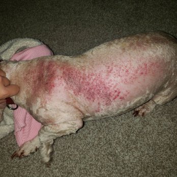 Groom & Board - I think the picture speaks for itself.Whoever cut her hair was super negligent. Totally unacceptable! - Pet Groomers Near Me - Placentia, California