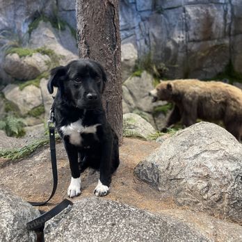 Gallardo’s K9’s - Unbothered at Bass Pro (thanks, Anthony!) - Pet Boarding Near Me - Apple Valley, California Gallardo’s K9’s - Unbothered at Bass Pro (thanks, Anthony!) - Pet Boarding Near Me - Apple Valley, California