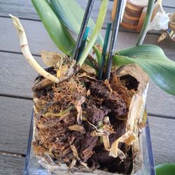 The rotted orchid and previous orchid bloom that the guy on the phone said i was not seeing.