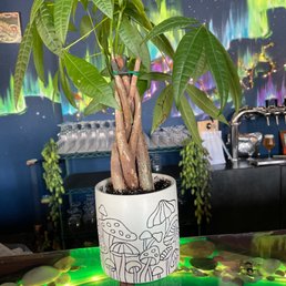 a potted plant on a table