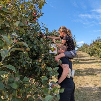 Sekapp Orchard - Getting a lift up to reach the upper branches, we had fun picking apples! - Fruits & Veggies Near Me - Rochester, Minnesota