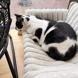 Denver Cat Company