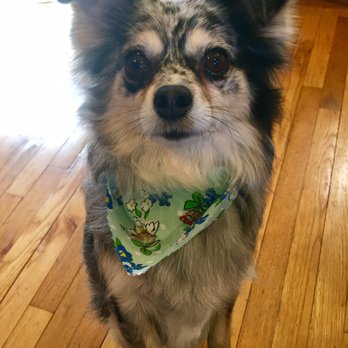 Happy Pet Salon - Foxy loving her new bandana and haircut! - Pet Groomers Near Me - East Meadow, New York Happy Pet Salon - Foxy loving her new bandana and haircut! - Pet Groomers Near Me - East Meadow, New York