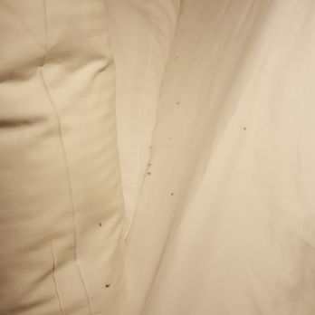 Aspen Meadows Resort  - Bugs on the sheets - Resorts Near Me - Aspen, Colorado
