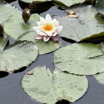 Powerscourt Gardens & House - Parks Near Me - Enniskerry, WW Powerscourt Gardens & House - Parks Near Me - Enniskerry, WW