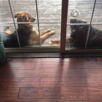Wilhelm K-9 Services - Lexi chilling with someone's Rottweiler, Thor. - Pet Training Near Me - Concord , California