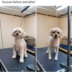 Erika's Small Breeds Dog Grooming - Duncan before and after!