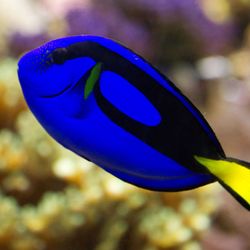 Aquarium Doctor, Inc. - Hippo Blue Tang