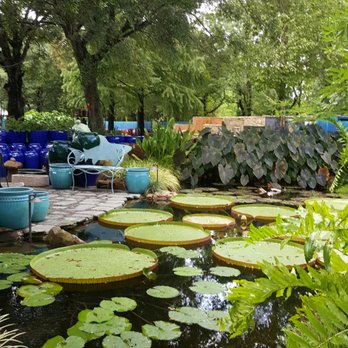 Nelson Water Gardens & Nursery - Nurseries & Gardening Near Me - Katy, Texas Nelson Water Gardens & Nursery - Nurseries & Gardening Near Me - Katy, Texas
