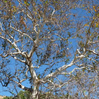 Gaviota Rest Area – Northbound Side - Rest Stops Near Me - Goleta, California