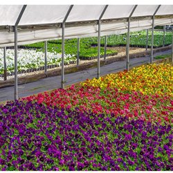 Chestatee Farms