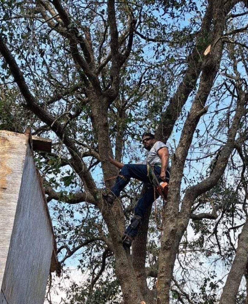 AR TREE SERVICE Updated June 2024 Request a Quote Snellville