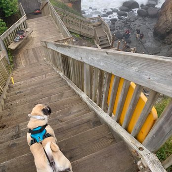 GAGE Contractors - a dog on a leash on a set of stairs - General Contractors Near Me