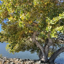 Contra Loma Regional Park