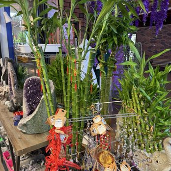 Bamboo Boutique and Gifts - Bamboo as big as you - Nurseries & Gardening Near Me - Reno, Nevada