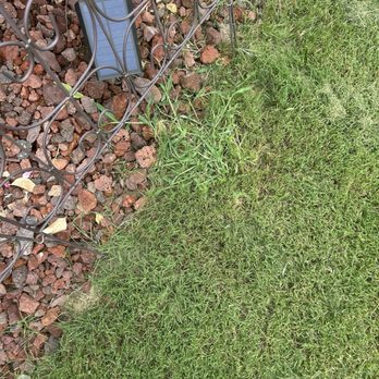 Unlimited Lawn Care - Weeds that were to be taken care of by the lawn service. - Lawn Services Near Me - Newnan, Georgia Unlimited Lawn Care - Weeds that were to be taken care of by the lawn service. - Lawn Services Near Me - Newnan, Georgia