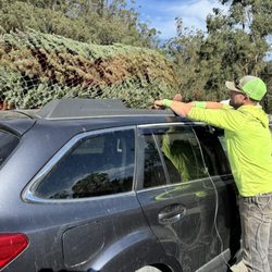 Cozzolino's Christmas Trees - Gorgeous trees and amazing family service here at Cozzolinos Christmas Trees. Come down for a great time with the kids picking your tree!