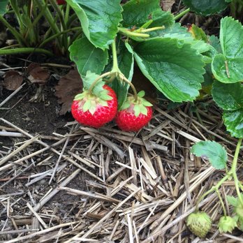 Harvey's Farm - two strawberries growing on the ground - Farmers Market Near Me - Tekonsha, Michigan Harvey's Farm - two strawberries growing on the ground - Farmers Market Near Me - Tekonsha, Michigan