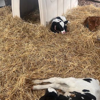 New York State Fair - Baby cows - Festivals Near Me - Syracuse, New York New York State Fair - Baby cows - Festivals Near Me - Syracuse, New York