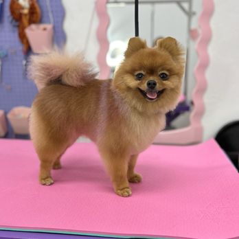 Fluff Bar - After! - Pet Groomers Near Me - Gilbert, Arizona