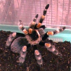 Critters - Brachipelma Smithii. usually only available as slings. SOLD.