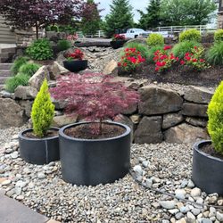 Willy Chavez Landscape Servives - New plants/tress for yard !