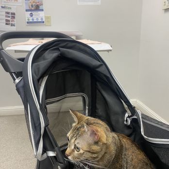 Disney Pet Hospital - Waiting patiently for Dr.Crain - Veterinarians Near Me - Concord, California
