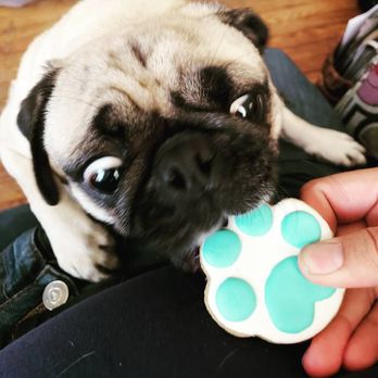 Daisy's Doghouse - Pug approved, Avenger @geopug on Twitter and @geopug82 on IG - Pet Stores Near Me - Buffalo, New York Daisy's Doghouse - Pug approved, Avenger @geopug on Twitter and @geopug82 on IG - Pet Stores Near Me - Buffalo, New York