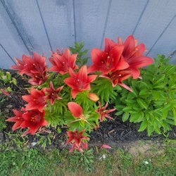 Tracy's Seafood - Flowers as you enter