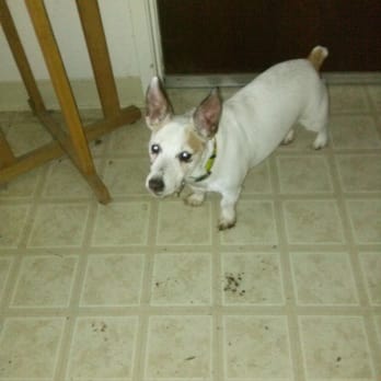Dreadful Dog - Pet Groomers Near Me - Chico, California