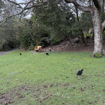 Western Springs Park - Local Flavor Near Me - Auckland, AUK