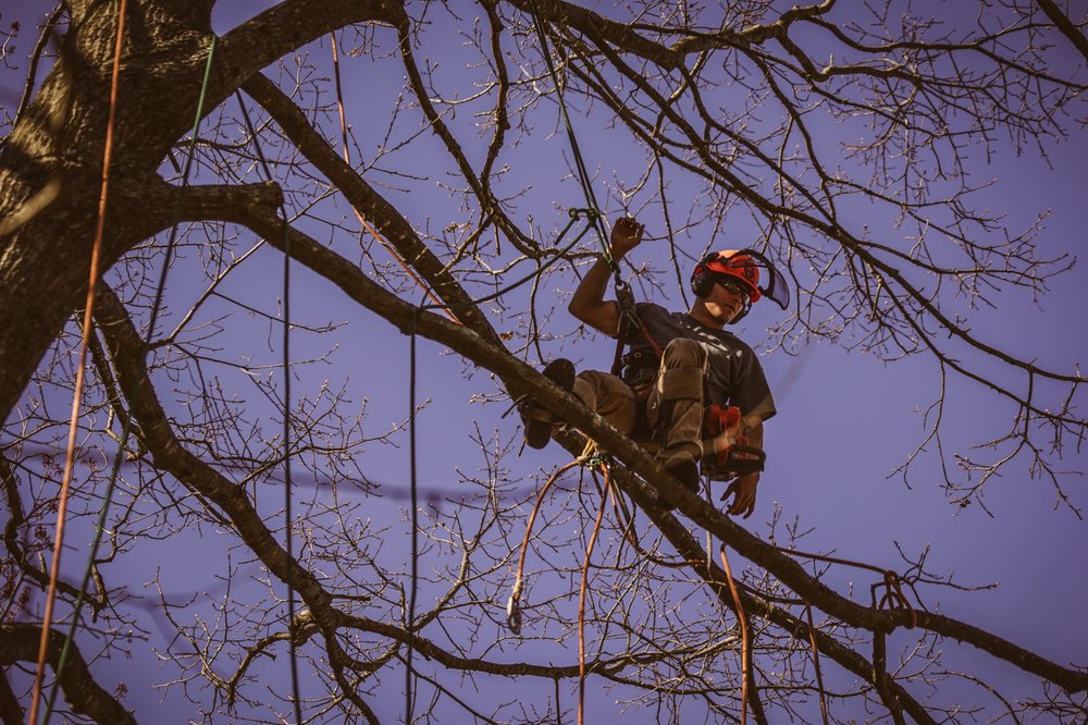 MB Tree Service - tree service in Portland, ME