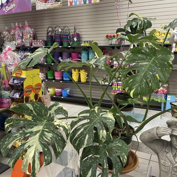 Navy Exchange - Great plants selection - Accessories Near Me - Jacksonville, Florida