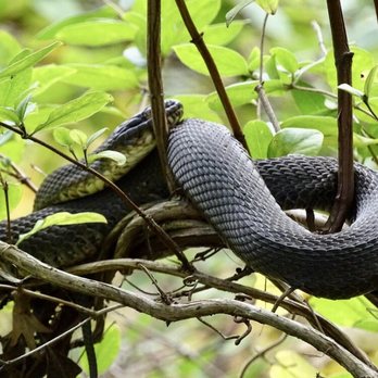 Triplebrook Campground - Harmless snake sleeping in a tree. - Campgrounds Near Me - Blairstown, New Jersey Triplebrook Campground - Harmless snake sleeping in a tree. - Campgrounds Near Me - Blairstown, New Jersey