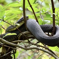 Triplebrook Campground - Harmless snake sleeping in a tree.