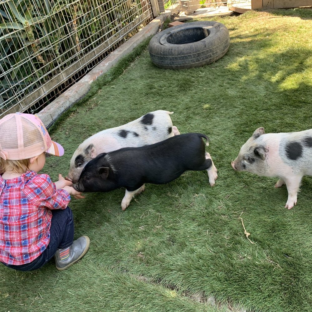 Cindy Lu's Petting Zoo - Baby pigs! My baby's favorite. - Petting Zoos Near Me Cindy Lu's Petting Zoo - Baby pigs! My baby's favorite. - Petting Zoos Near Me