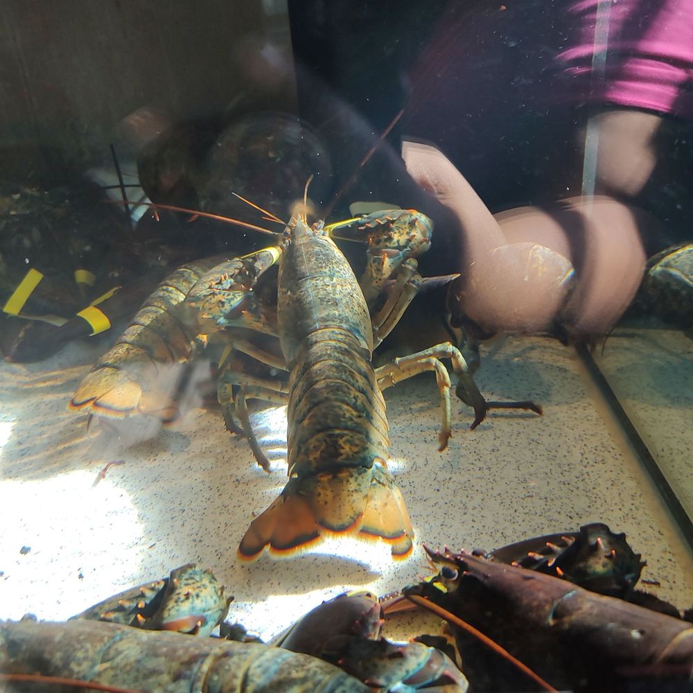 Lobsters in the tank Lobsters in the tank