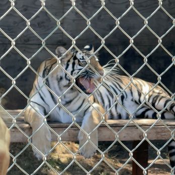 Great Cats World Park - Zoos Near Me - Cave Junction, Oregon