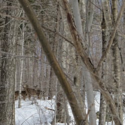 Green Mountain Snowmobile Adventures - We saw about 30 deer that day!! awesome!
