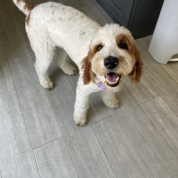 Zoomin Groomin - After photo - Pet Groomers Near Me Zoomin Groomin - After photo - Pet Groomers Near Me