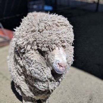 Superstition Farm - Farmers Market Near Me - Mesa, Arizona
