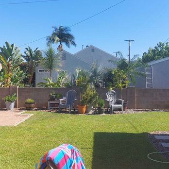 Discount Tree Care Arborist - AFTER - Tree Services Near Me - Long Beach, California