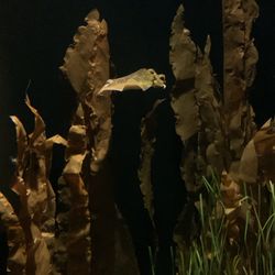 Nordsøen Oceanarium