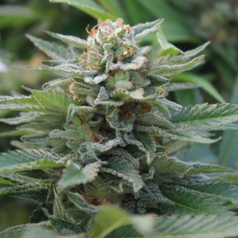 YellowStoned - Cannabis Dispensaries Near Me - West Yellowstone, Montana YellowStoned - Cannabis Dispensaries Near Me - West Yellowstone, Montana