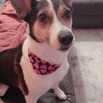 Diego Dogs Grooming - Frank's even got a cute valentines bandana! - Pet Groomers Near Me - San Diego, California Diego Dogs Grooming - Frank's even got a cute valentines bandana! - Pet Groomers Near Me - San Diego, California